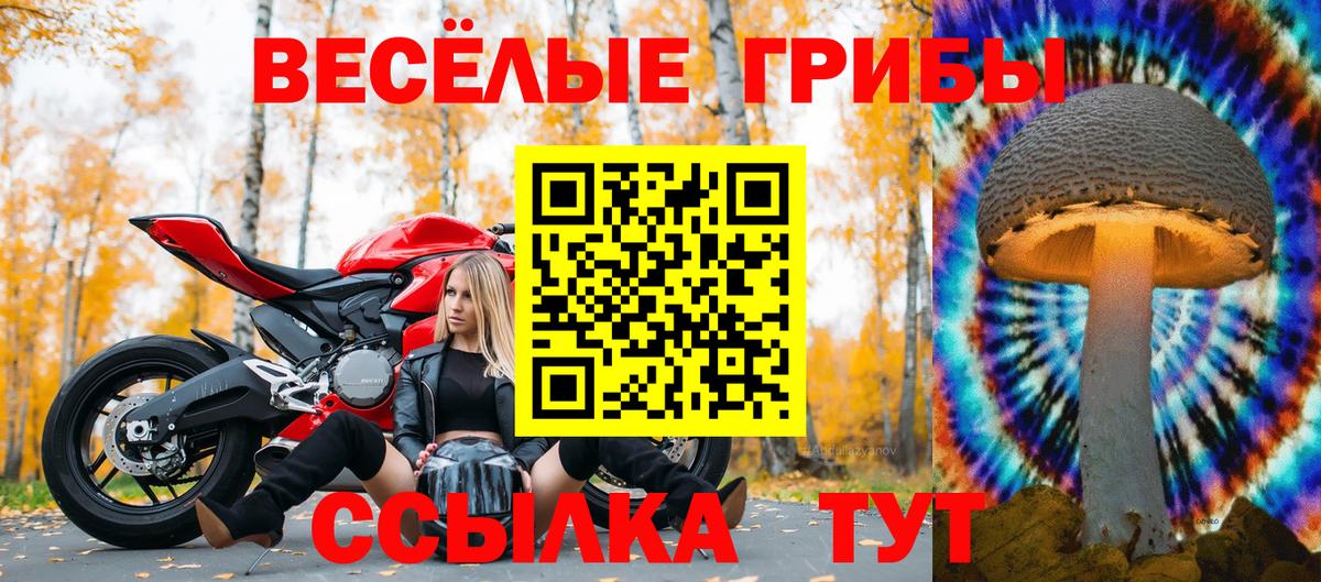 Галлюциногенные грибы Psilocybe Чернушка